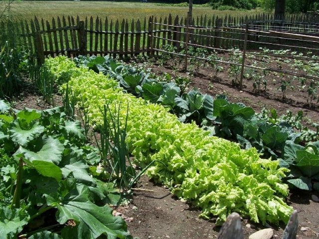 Huerto-ecologico